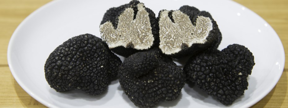 La truffe de cantegrel